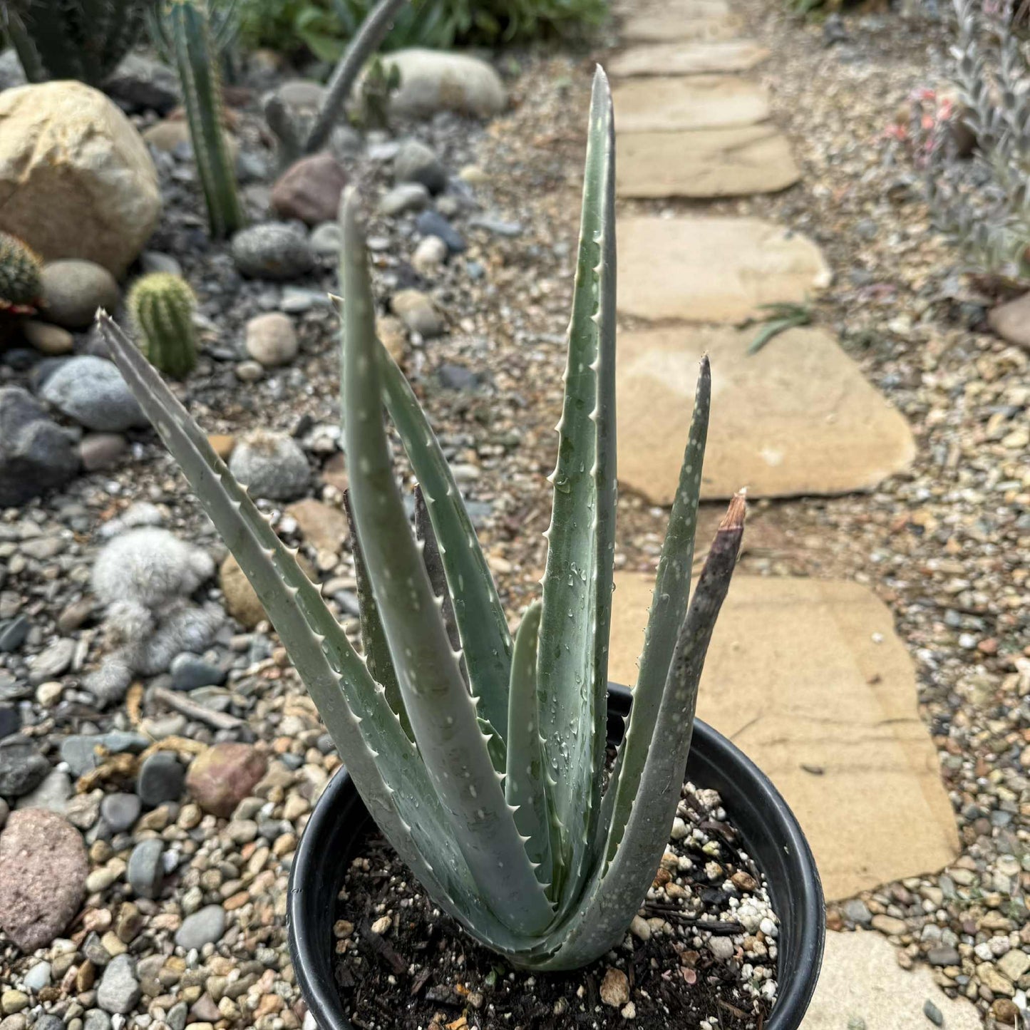 Aloe barbadensis Aloe Vera 'Miller' - 1 gal Assorted - Aloe - DesertScapeSucculent