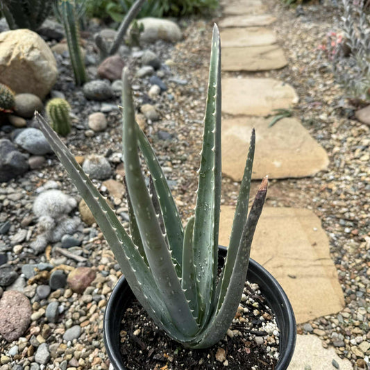 Aloe barbadensis Aloe Vera 'Miller' - 1 gal Assorted - Aloe - DesertScapeSucculent