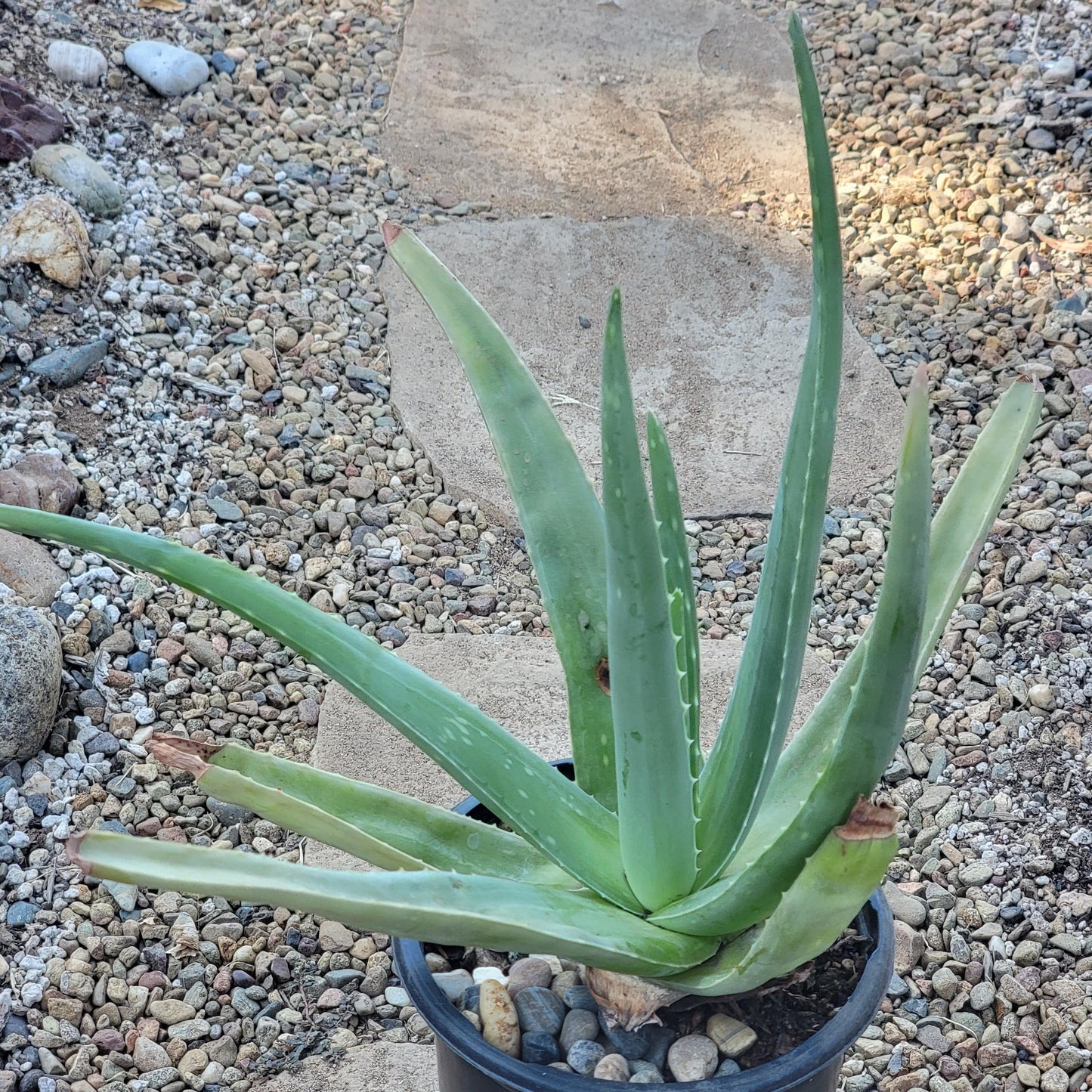 Aloe barbadensis Aloe Vera 'Miller'