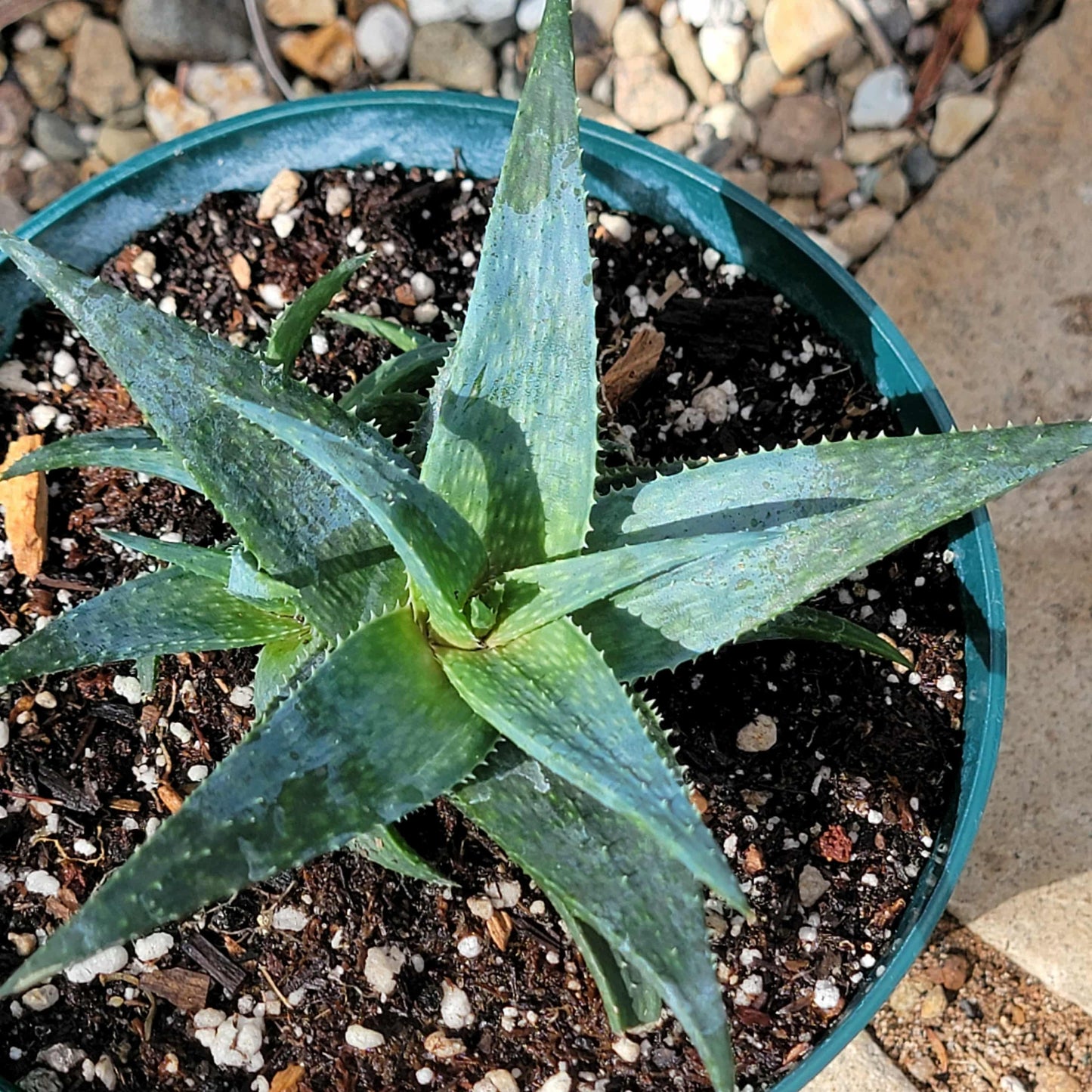 Aloe 'Blue Boy' - 4 Inch - Aloe - DesertScapeSucculent