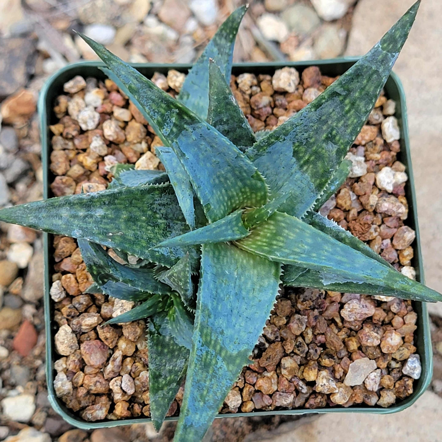 Aloe 'Blue Boy' - 4 Inch - Aloe - DesertScapeSucculent