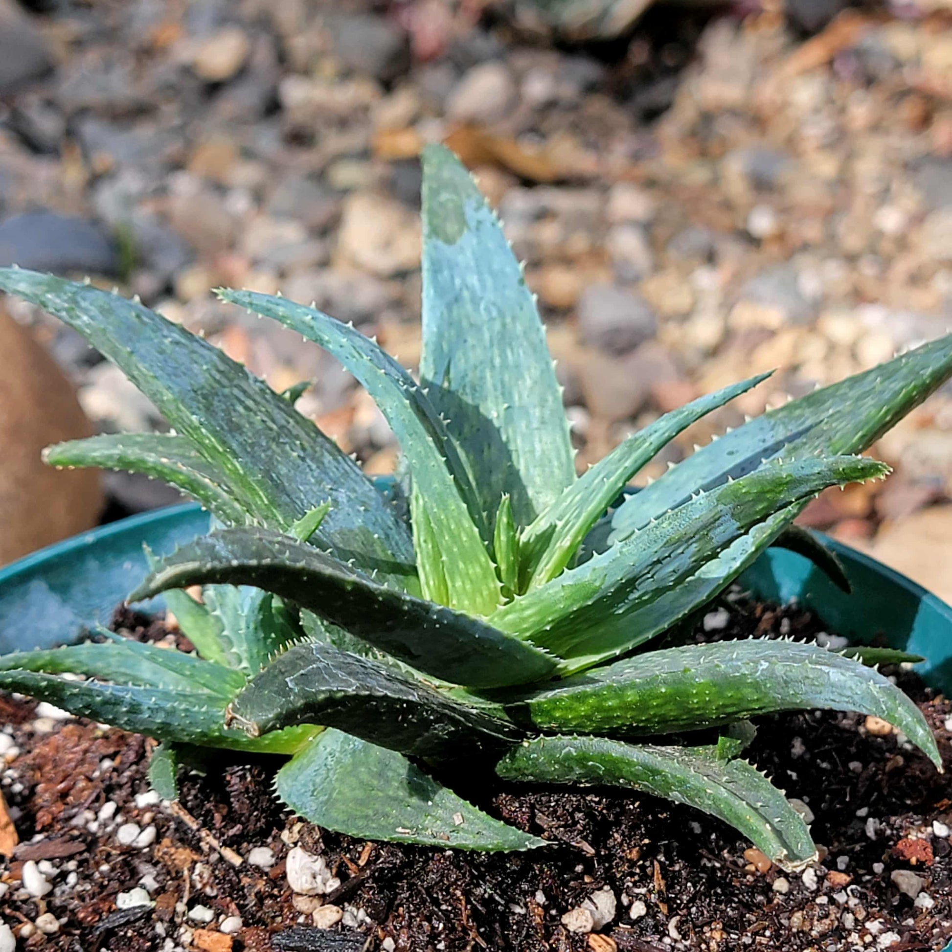 Aloe 'Blue Boy' - 6 Inch - Aloe - DesertScapeSucculent