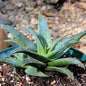 Aloe 'Blue Boy' - 6 Inch - Aloe - DesertScapeSucculent