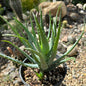 Aloe ‘Blue Elf’ - 1 gal Assorted - Aloe - DesertScapeSucculent