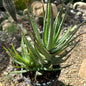 Aloe ‘Blue Elf’ - 1 gal Cluster - Aloe - DesertScapeSucculent