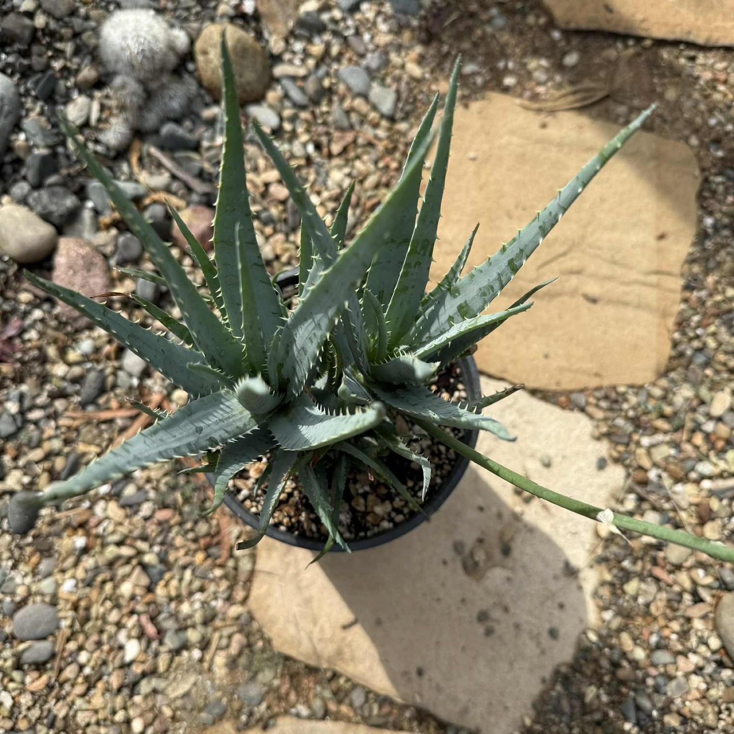 blue aloe succulent Aloe 'Blue Elf' – DesertScapeSucculent