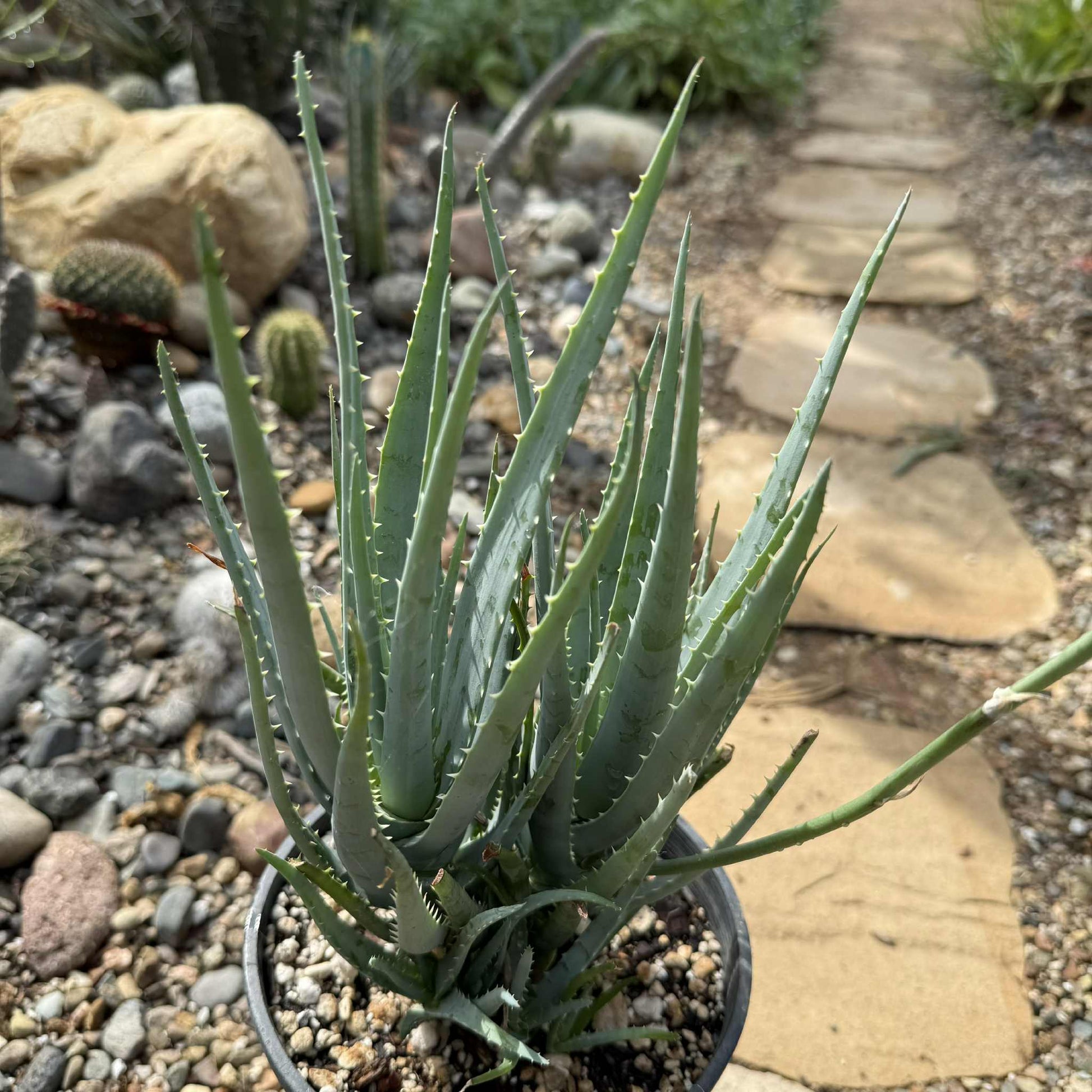 Aloe ‘Blue Elf’ - 1 gal Cluster - Aloe - DesertScapeSucculent