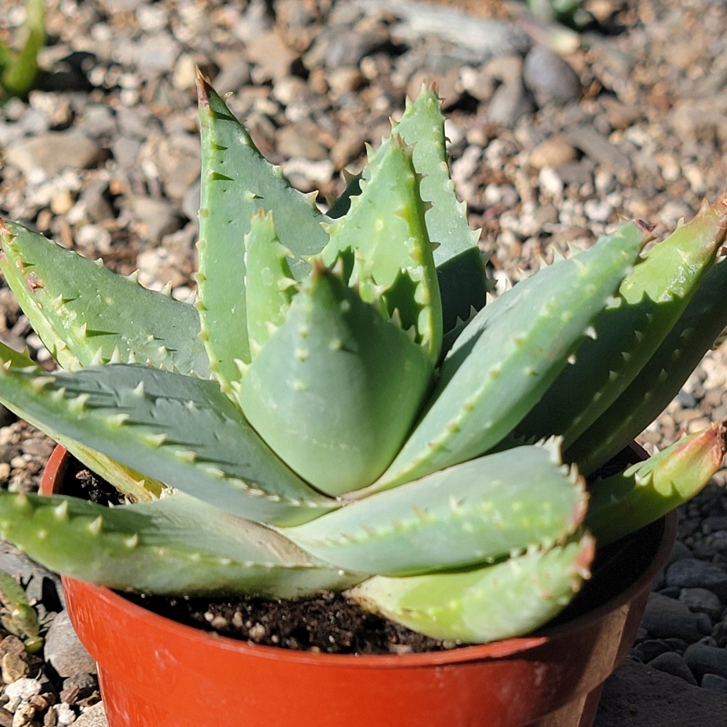 DesertScapeSucculent Aloe 4" Assorted Aloe brevifolia