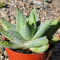 Aloe brevifolia - 4 Inch Assorted - Aloe - DesertScapeSucculent