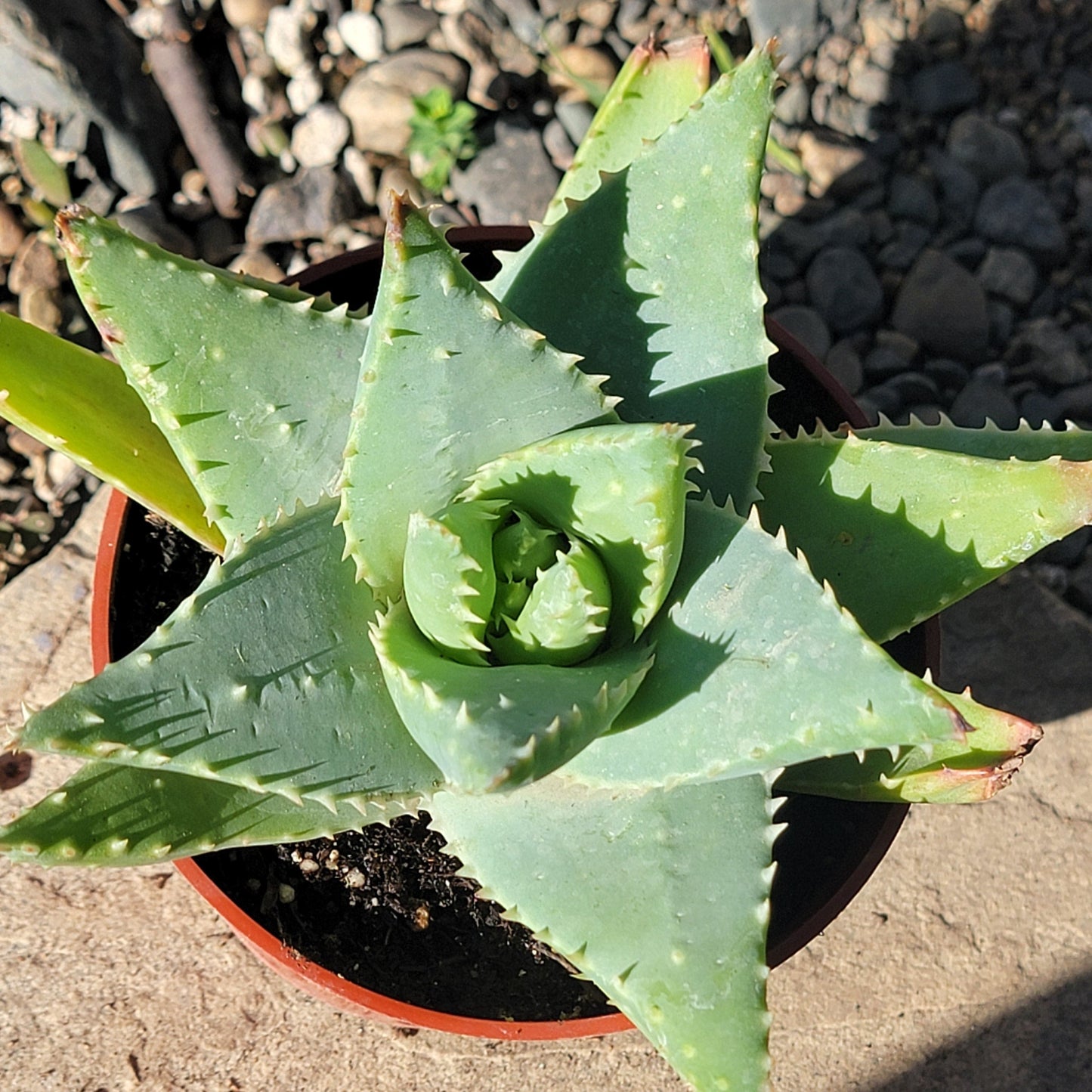 DesertScapeSucculent Aloe 4" Assorted Aloe brevifolia