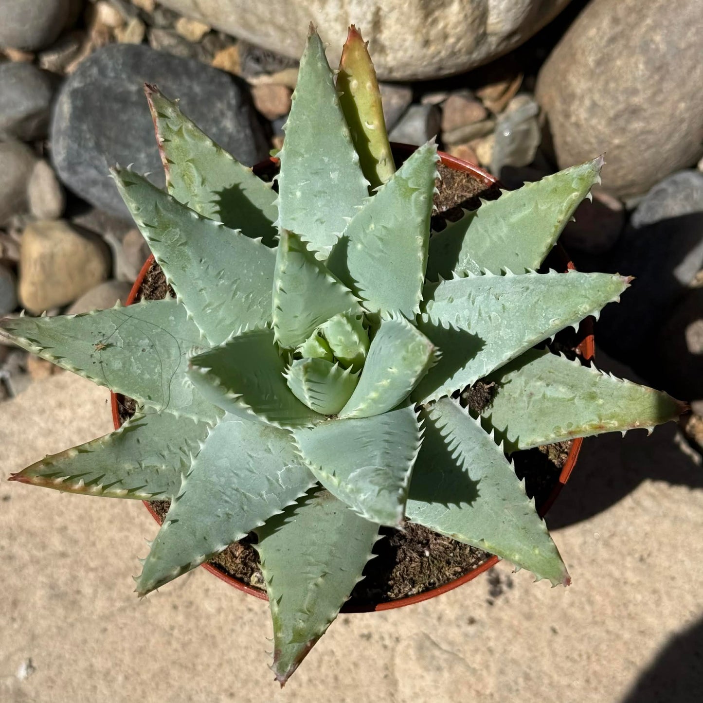 DesertScapeSucculent Aloe 4 Inch Assorted Aloe brevifolia