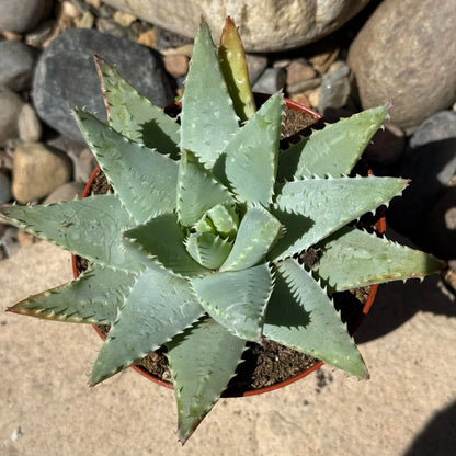 DesertScapeSucculent Aloe 4 Inch Assorted Aloe brevifolia