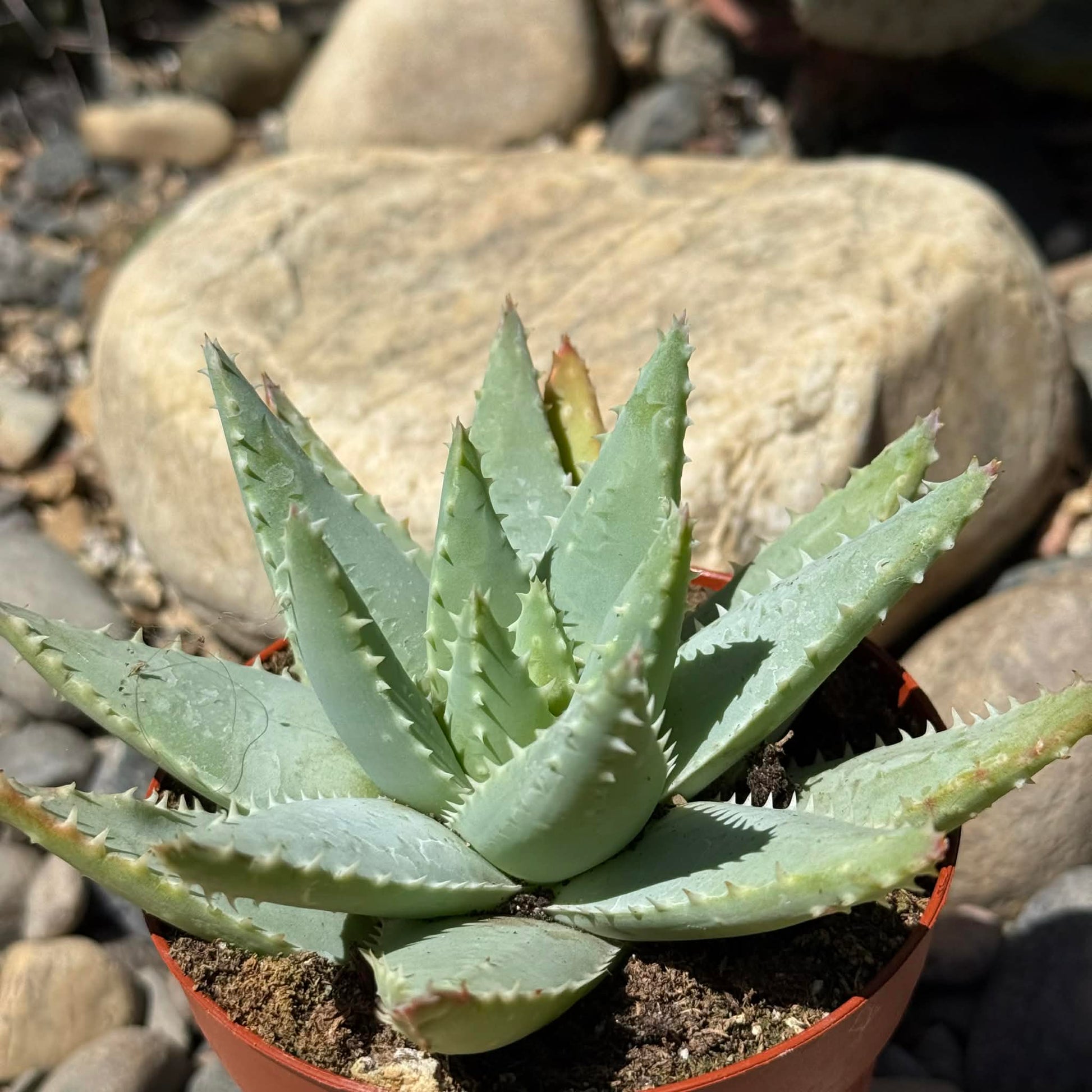 DesertScapeSucculent Aloe 4 Inch Assorted Aloe brevifolia