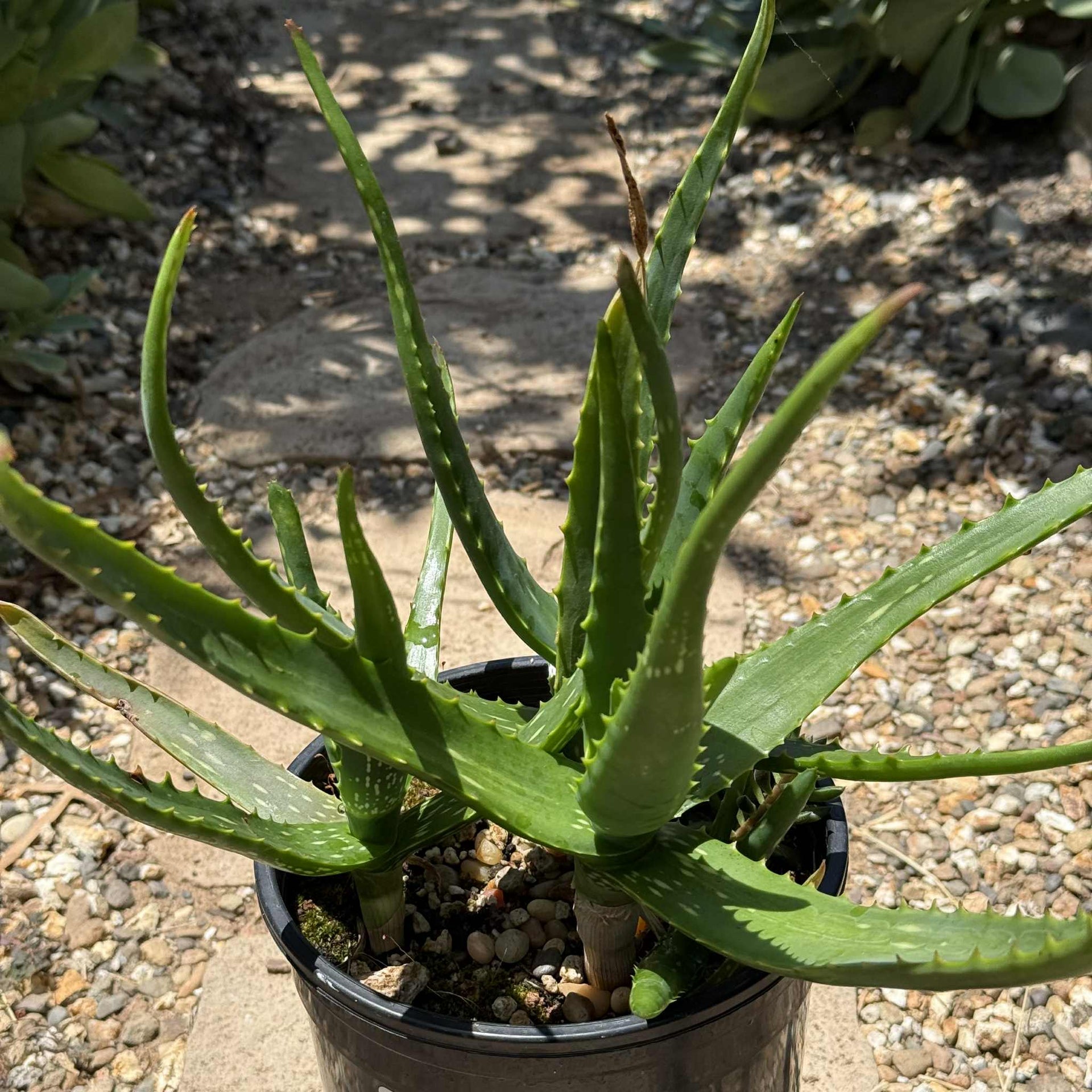 Aloe camperi – DesertScapeSucculent