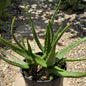 Aloe camperi - 1 gal Assorted - Aloe - DesertScapeSucculent