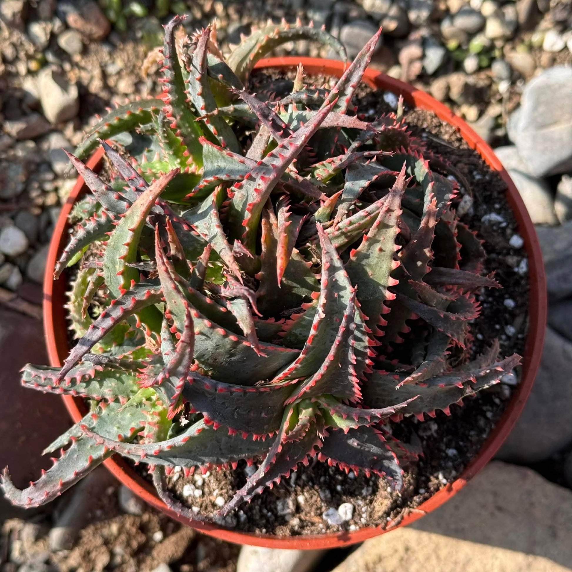 DesertScapeSucculent Aloe Aloe castillaniae 'Star Aloe'