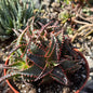 DesertScapeSucculent Aloe 6 Inch Aloe castillaniae 'Star Aloe'