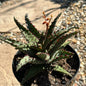 Aloe castilloniae - 5 Inch Assorted - Aloe - DesertScapeSucculent