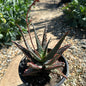 Aloe castilloniae hybrid blue - 1 gal Assorted - Aloe - DesertScapeSucculent