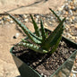 Aloe castilloniae hybrid blue - 4 Inch Assorted - Aloe - DesertScapeSucculent