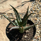 Aloe castilloniae hybrid blue - 5 Inch Assorted - Aloe - DesertScapeSucculent