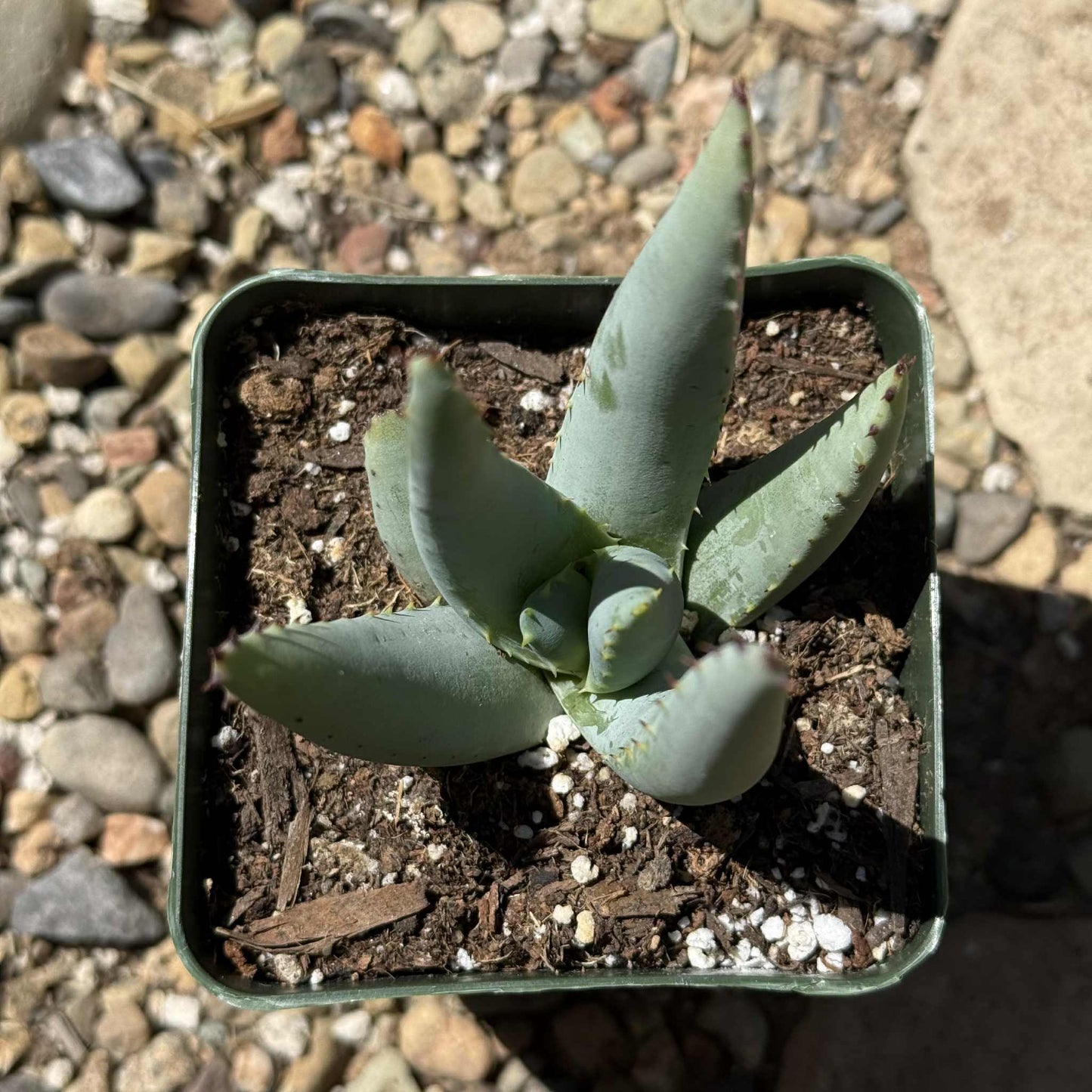 Aloe claviflora 'Kraal Aloe' - 5 Inch Assorted - Aloe - DesertScapeSucculent