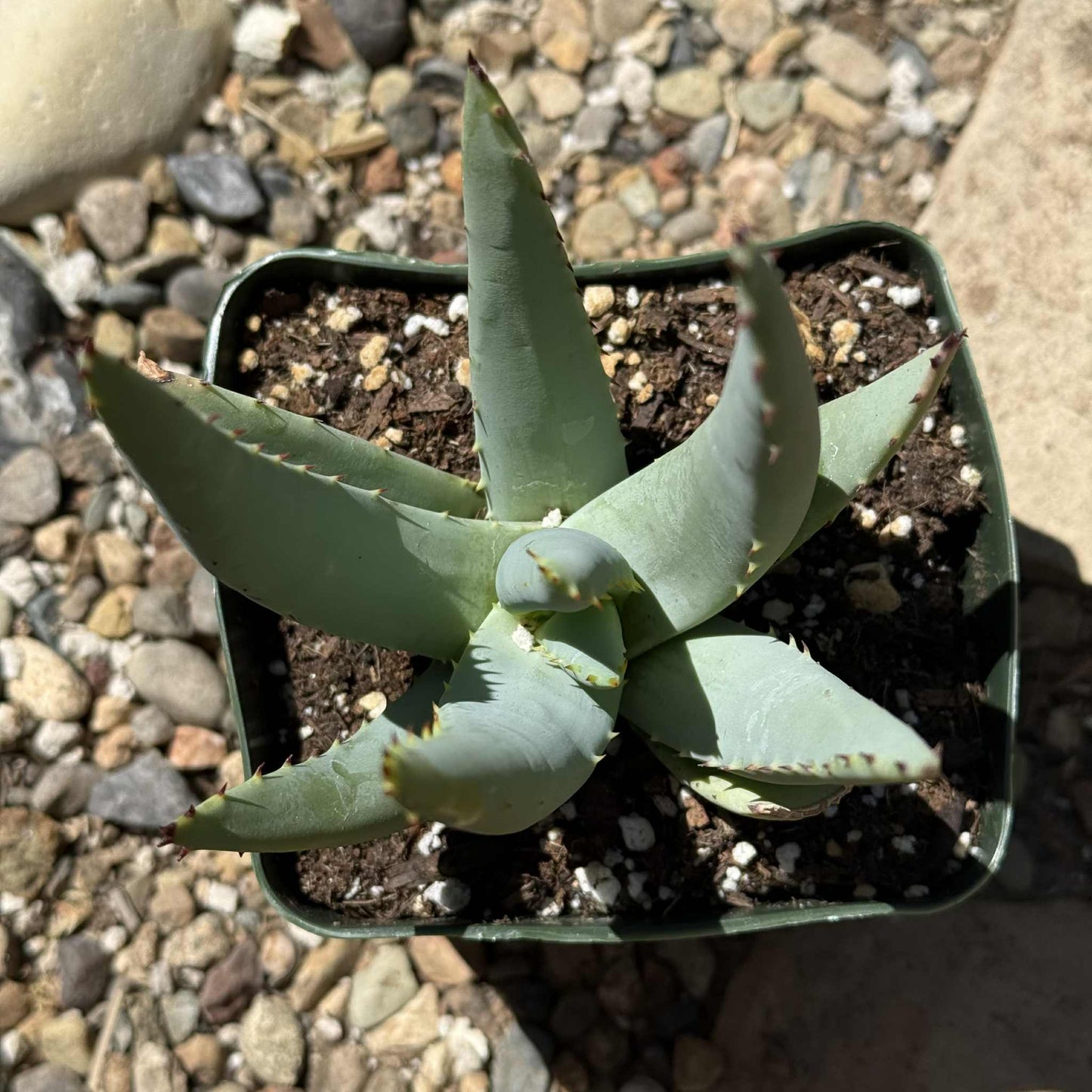 Aloe claviflora 'Kraal Aloe' - 5 Inch Assorted - Aloe - DesertScapeSucculent