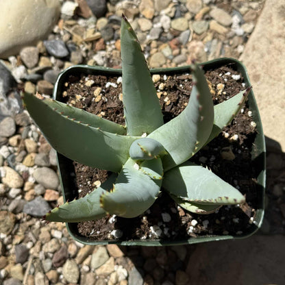Aloe claviflora 'Kraal Aloe' - 5 Inch Assorted - Aloe - DesertScapeSucculent