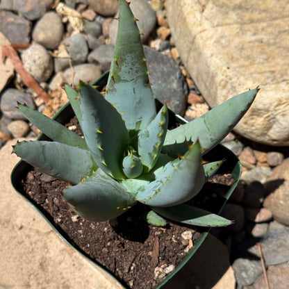 DesertScapeSucculent Aloe Aloe claviflora 'Kraal Aloe'