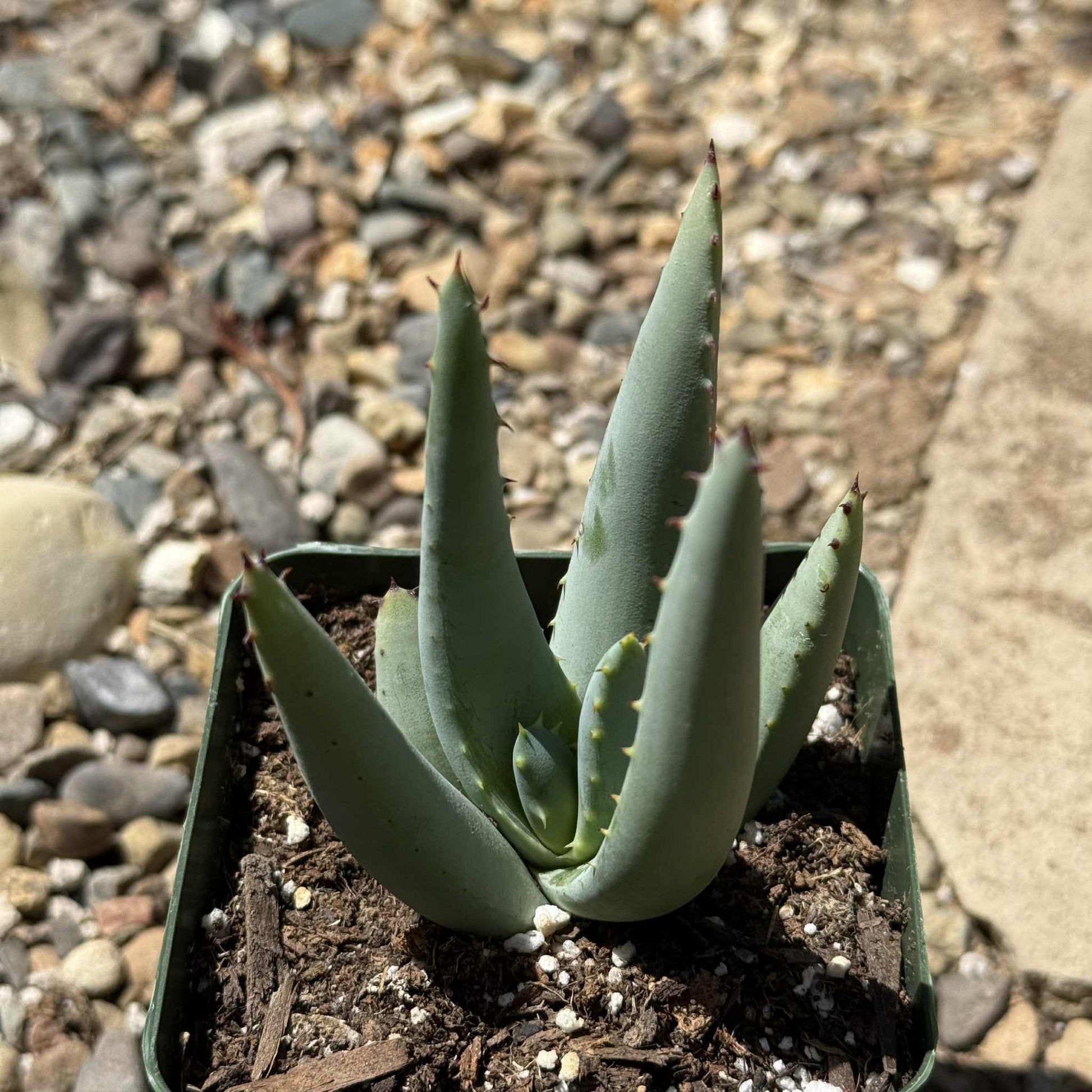 Aloe claviflora 'Kraal Aloe' - 4 Inch Assorted - Aloe - DesertScapeSucculent