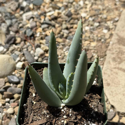 Aloe claviflora 'Kraal Aloe' - 4 Inch Assorted - Aloe - DesertScapeSucculent