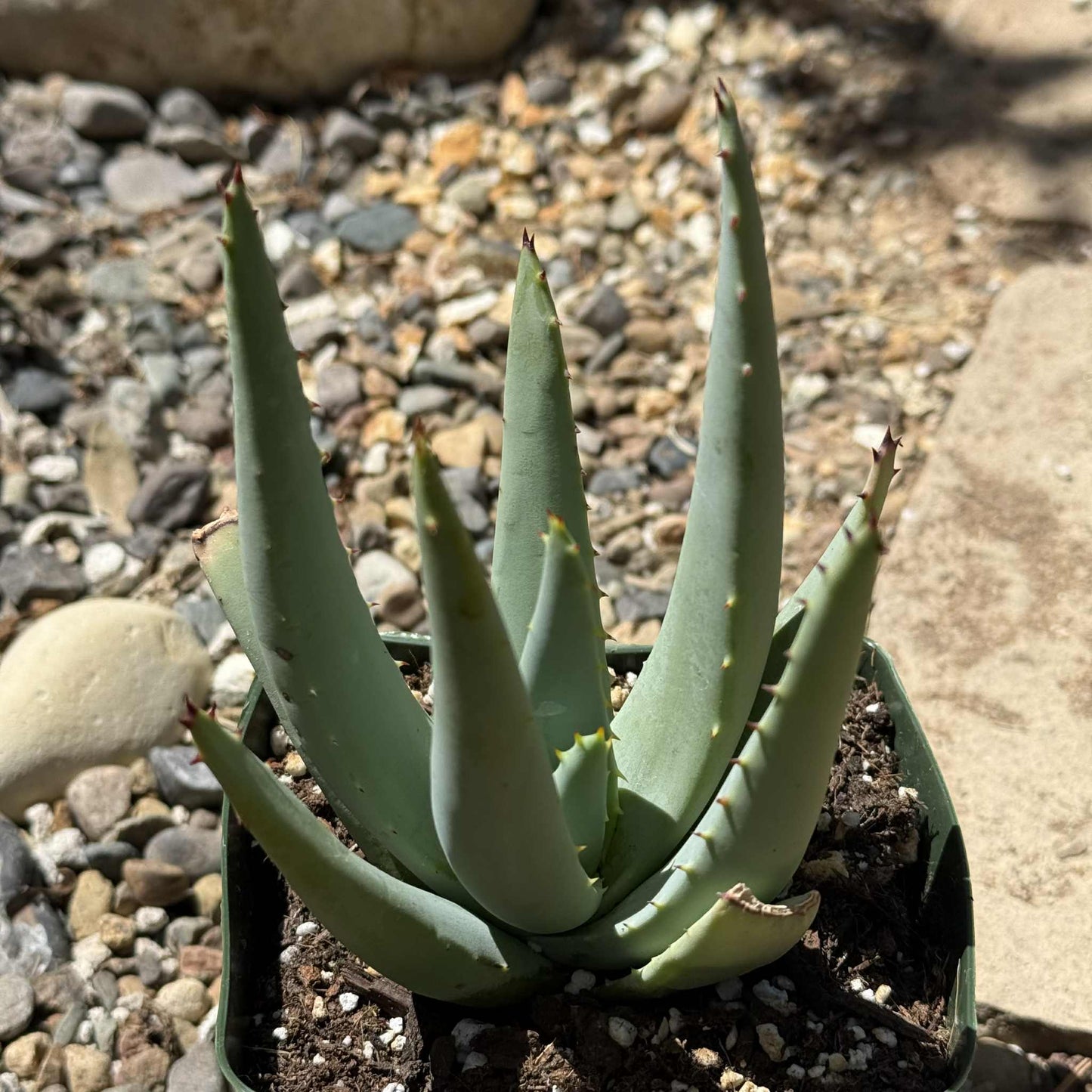 Aloe claviflora 'Kraal Aloe' - 5 Inch Assorted - Aloe - DesertScapeSucculent
