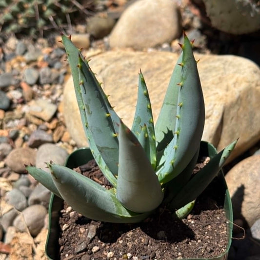 DesertScapeSucculent Aloe 5 Inch Assorted Aloe claviflora 'Kraal Aloe'