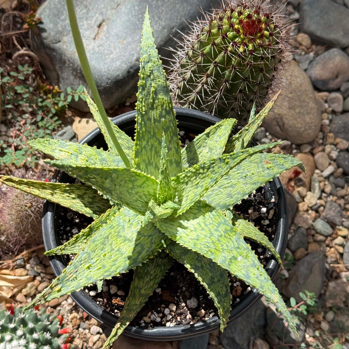 DesertScapeSucculent Aloe 1 Gallon Aloe cv 'Shark God'