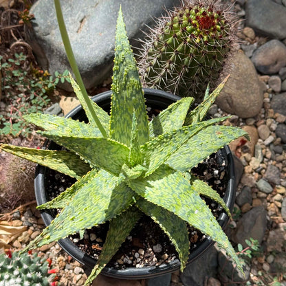 DesertScapeSucculent Aloe 1 Gallon Aloe cv 'Shark God'