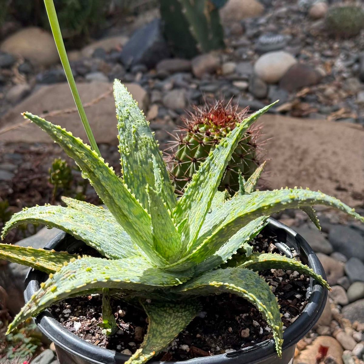 DesertScapeSucculent Aloe 1 Gallon Aloe cv 'Shark God'