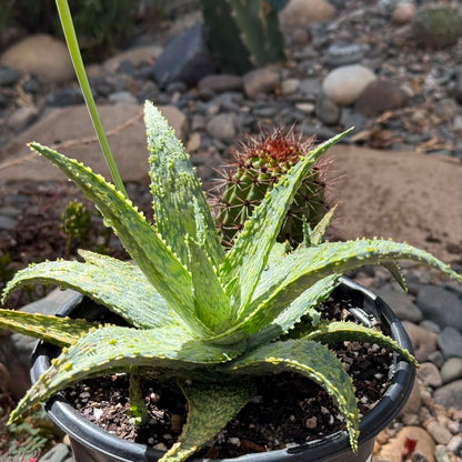 DesertScapeSucculent Aloe 1 Gallon Aloe cv 'Shark God'