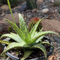 DesertScapeSucculent Aloe 1 Gallon Aloe cv 'Shark God'