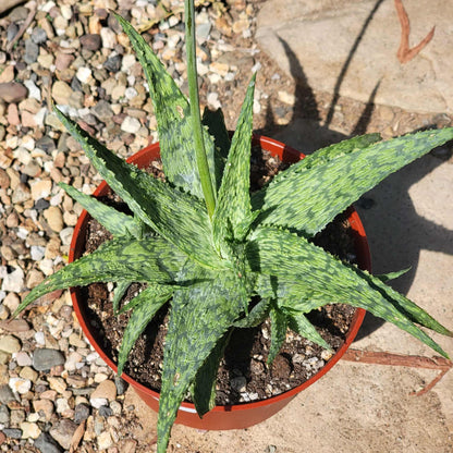 Aloe cv 'Shark God' - 6 Inch - Aloe - DesertScapeSucculent