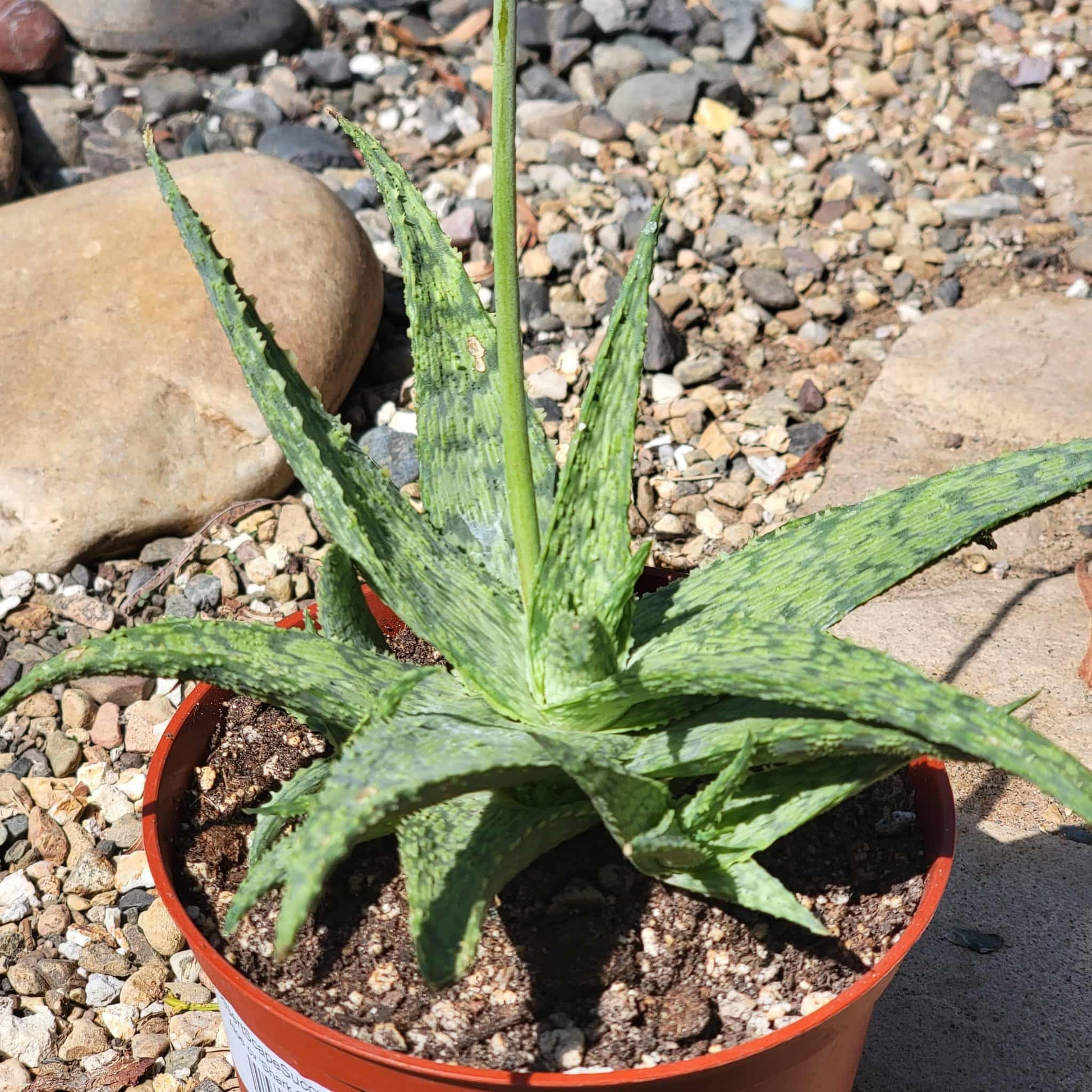 Aloe cv 'Shark God' - 6 Inch - Aloe - DesertScapeSucculent