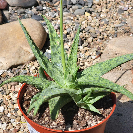 Aloe cv 'Shark God' - 6 Inch - Aloe - DesertScapeSucculent