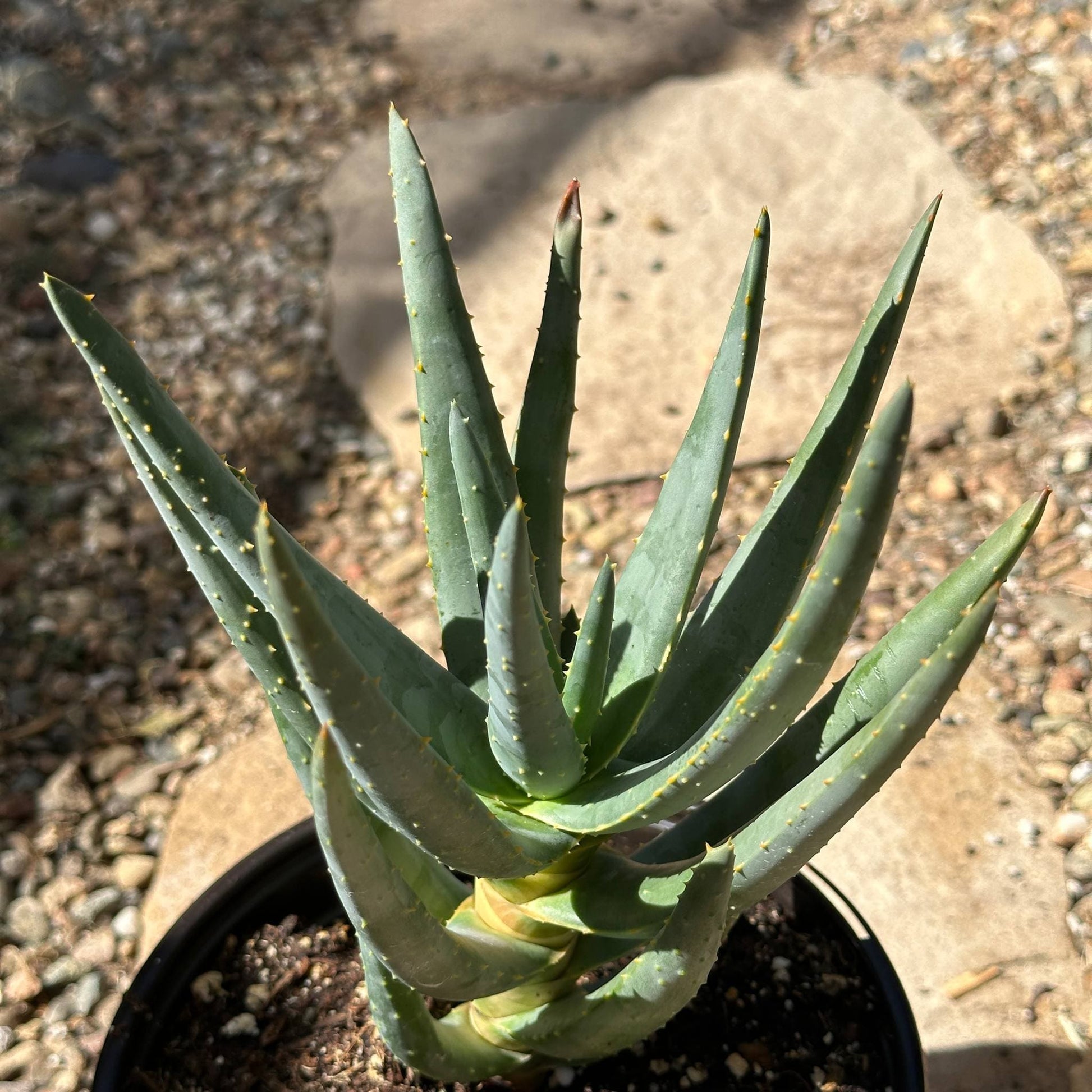 Aloe dichotoma 'Quiver Tree' Tree Aloe - 6 Inch Assorted - Aloe - DesertScapeSucculent