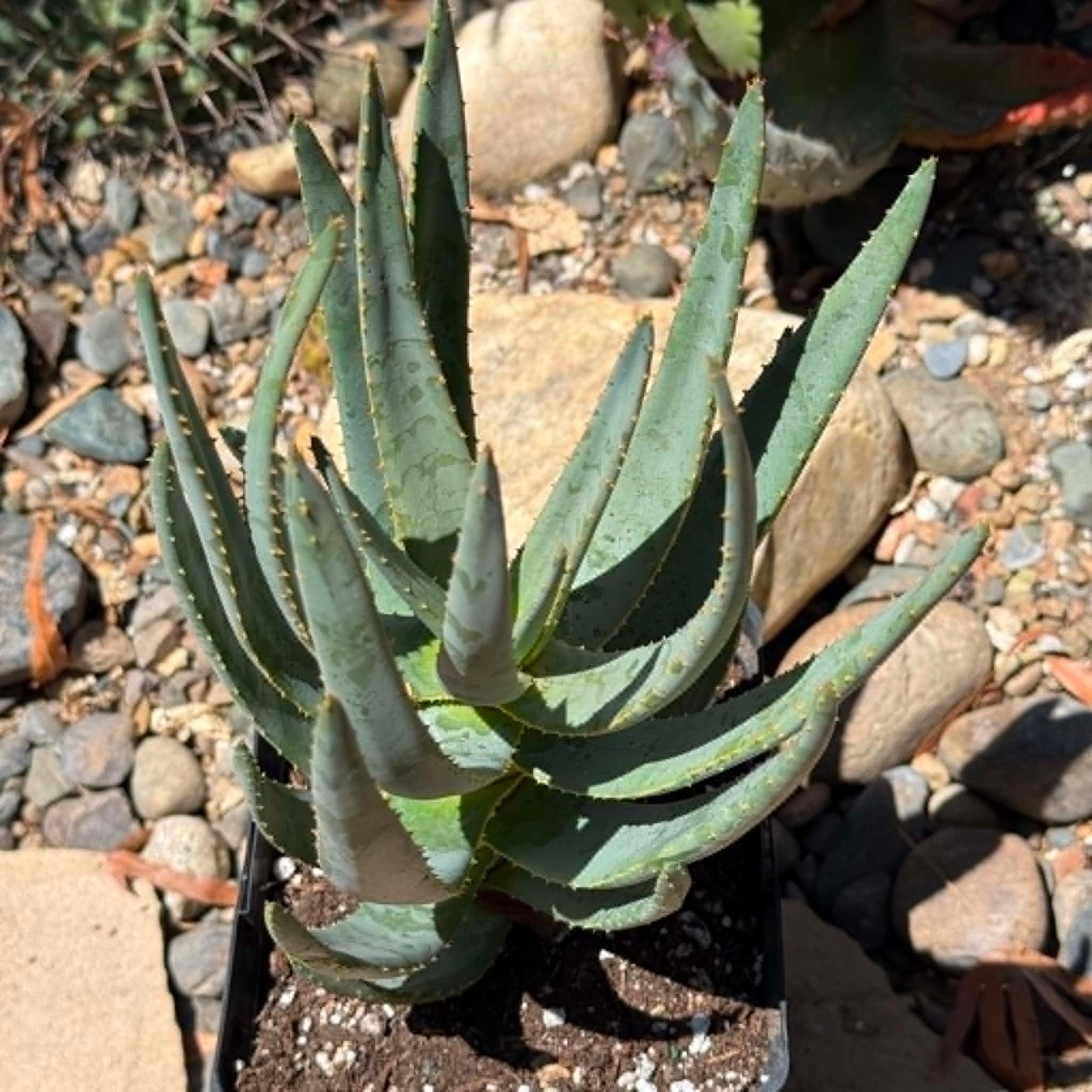 DesertScapeSucculent Aloe Aloe dichotoma Tree Aloe