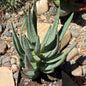 DesertScapeSucculent Aloe Aloe dichotoma Tree Aloe