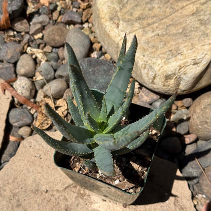 DesertScapeSucculent Aloe Aloe dichotoma Tree Aloe