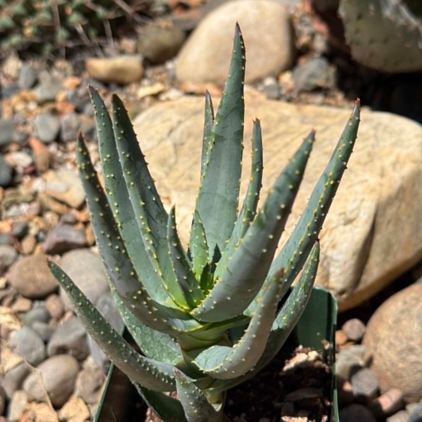 DesertScapeSucculent Aloe 4 Inch Aloe dichotoma Tree Aloe