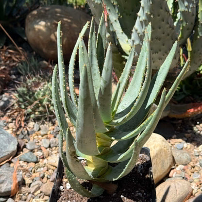 DesertScapeSucculent Aloe 6 Inch Aloe dichotoma Tree Aloe