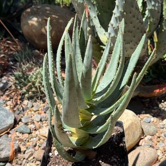 DesertScapeSucculent Aloe 6 Inch Aloe dichotoma Tree Aloe