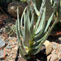 DesertScapeSucculent Aloe 6 Inch Aloe dichotoma Tree Aloe