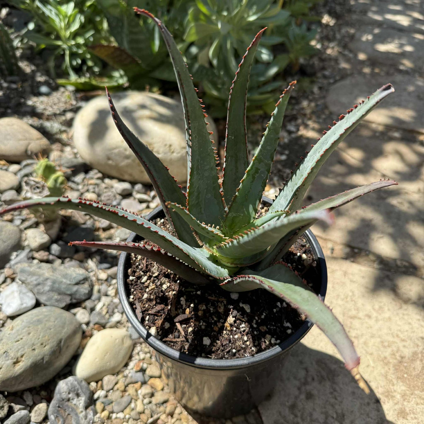 Aloe divaricata 'Diablo' - 1 gal Assorted - Aloe - DesertScapeSucculent